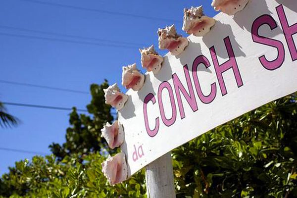 conch shell sign