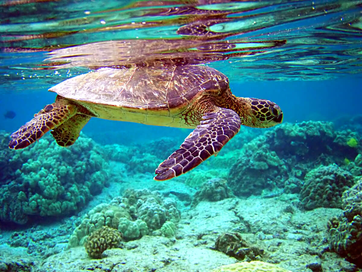 Sea turtles are a common sight in the Caribbean Sea