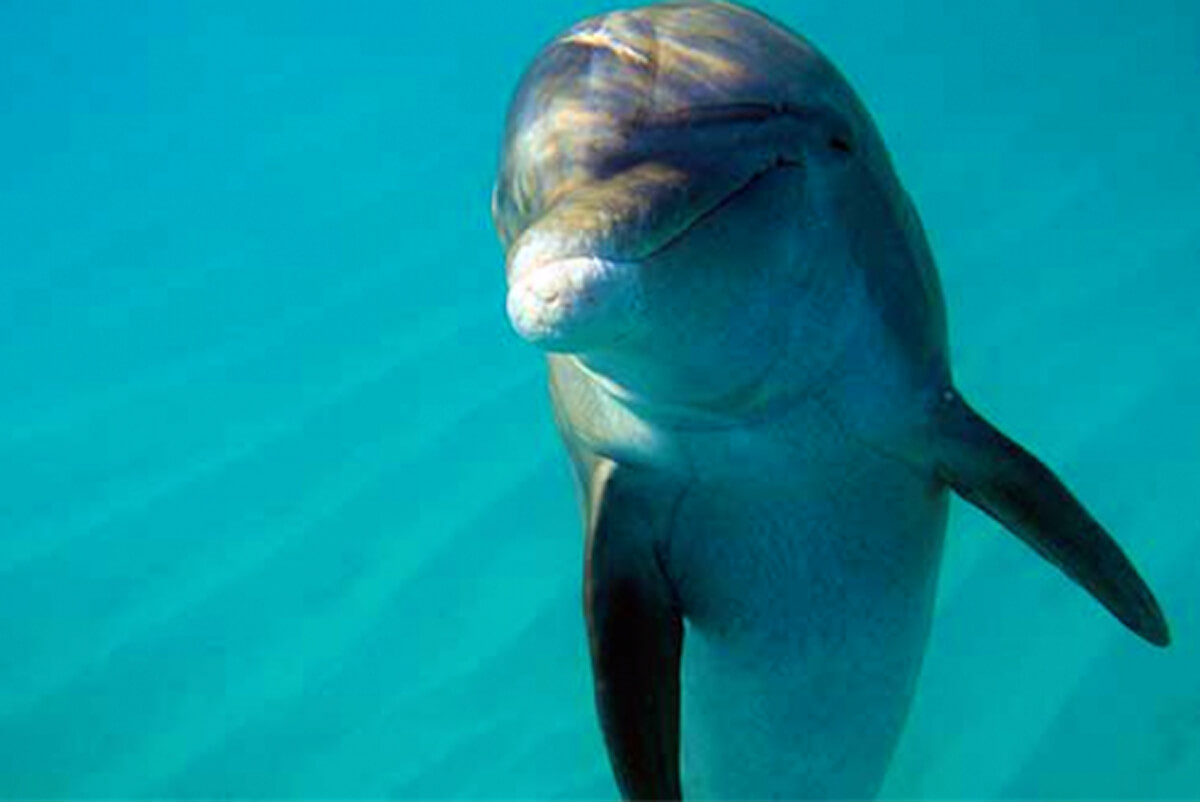 Jojo the dolphin in the Turks and Caicos