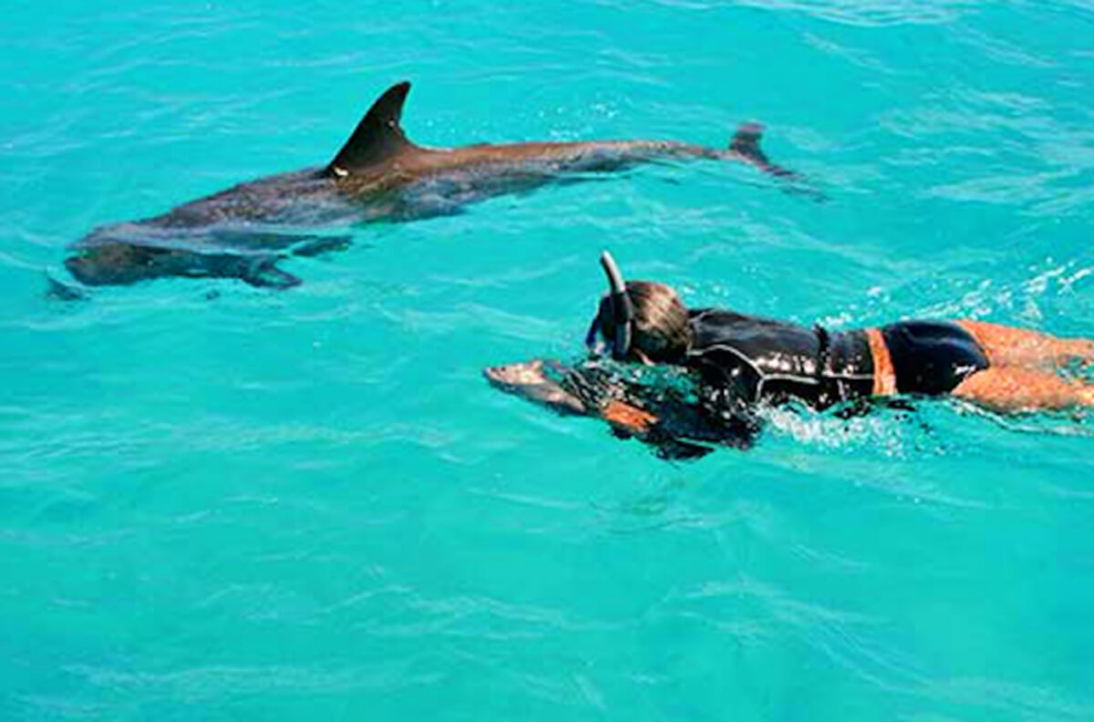 snorkeler swimming with Jojo the dolphin in Turks and Caicos