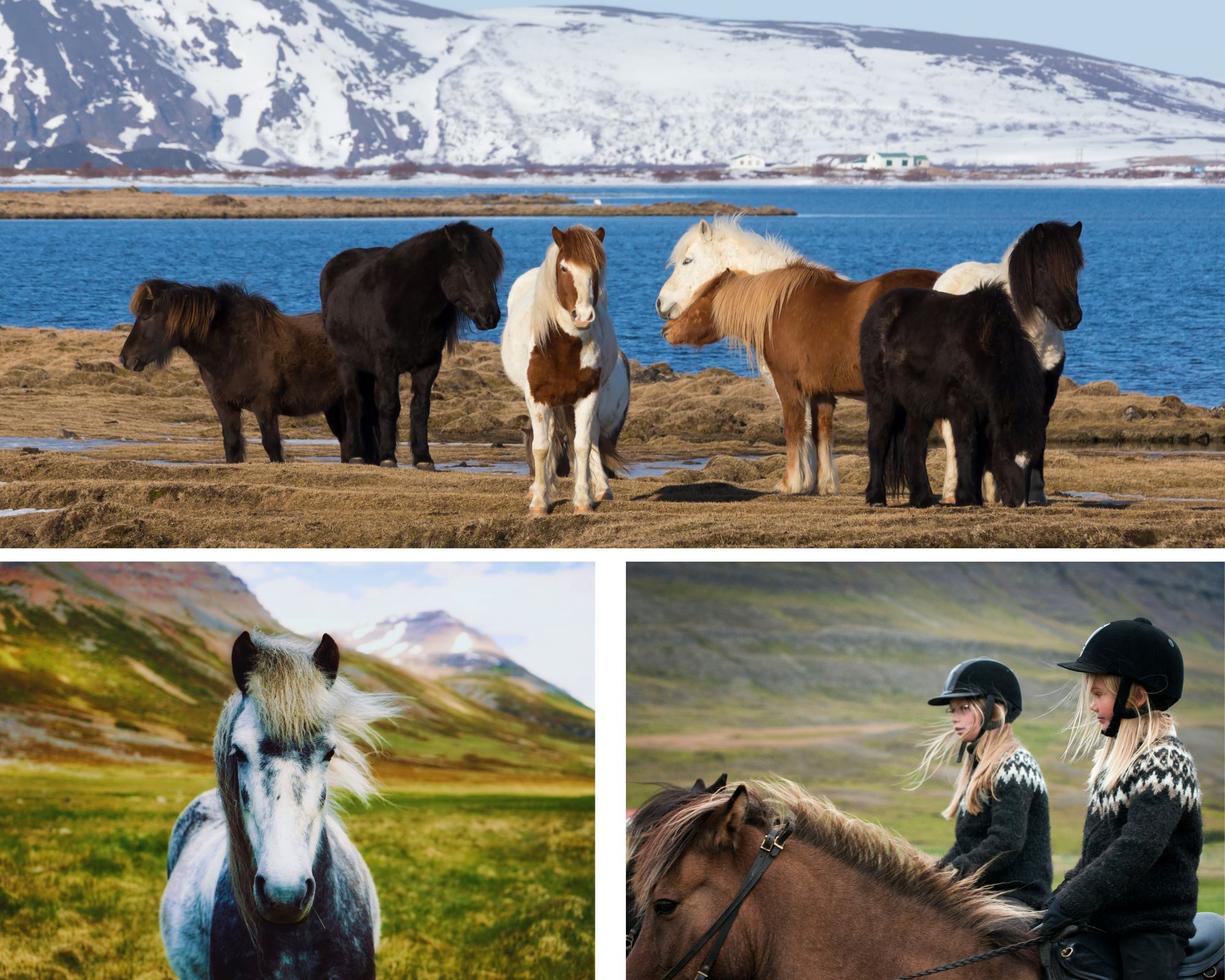 Gentle trails, Icelandic horses, and big family smiles, the perfect ride through nature’s playground.