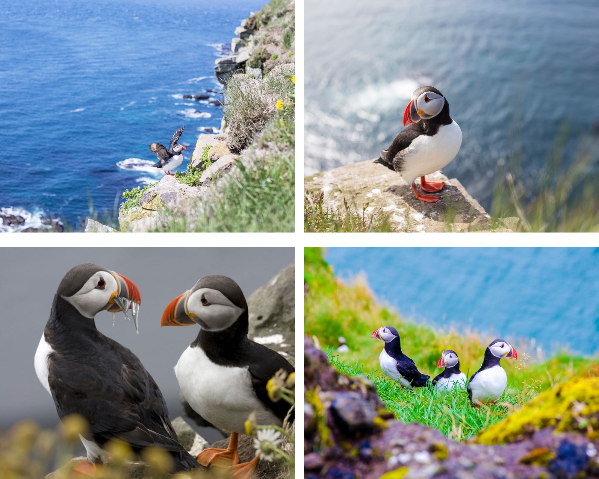 Puffin spotting and happy faces, a wild, feathered adventure the whole family will love.