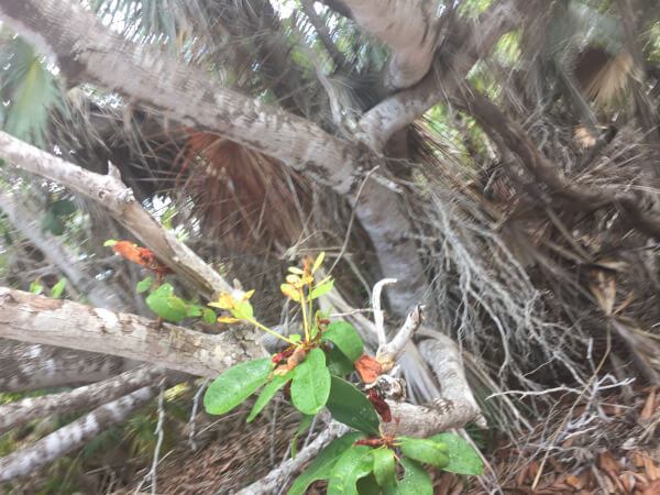 Little Water Cay