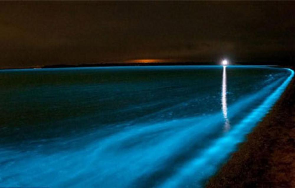 Bioluminescent Bay