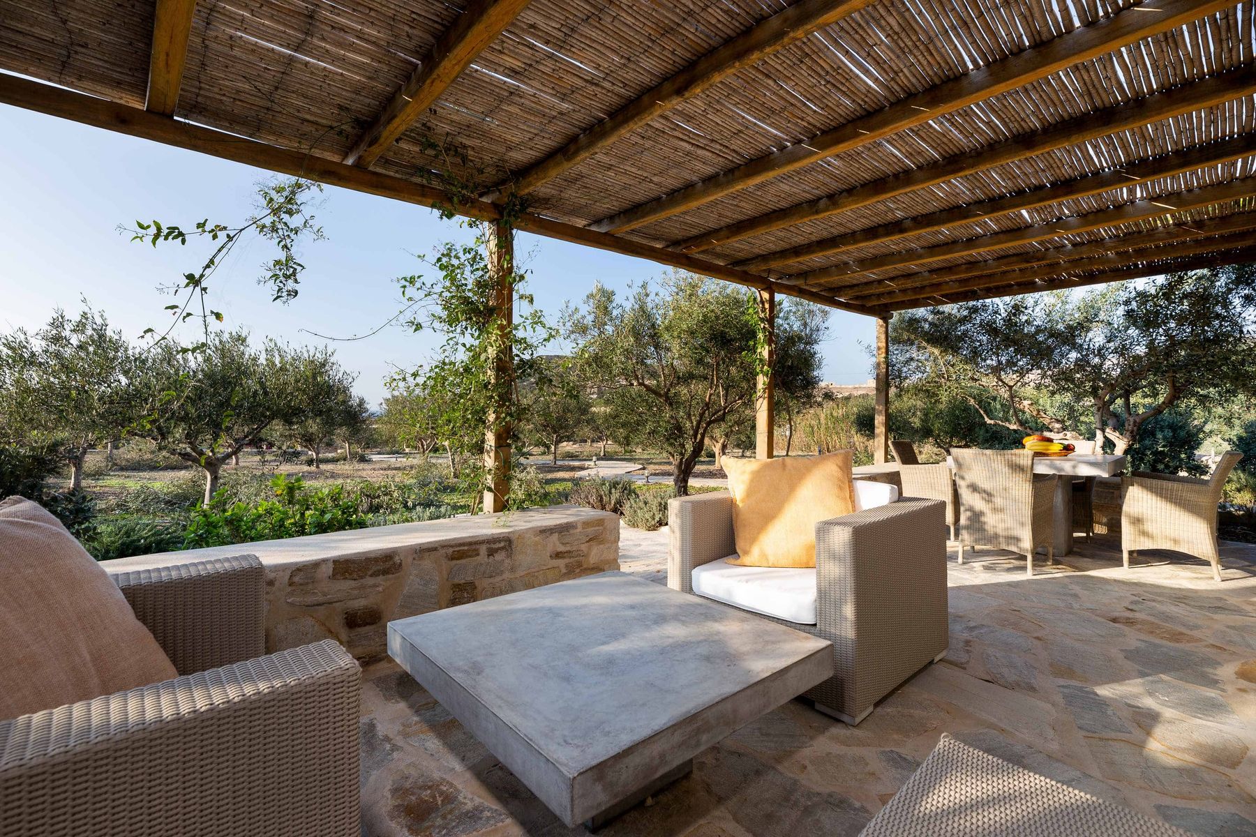 Views over the olive groves from the outdoor lounge area