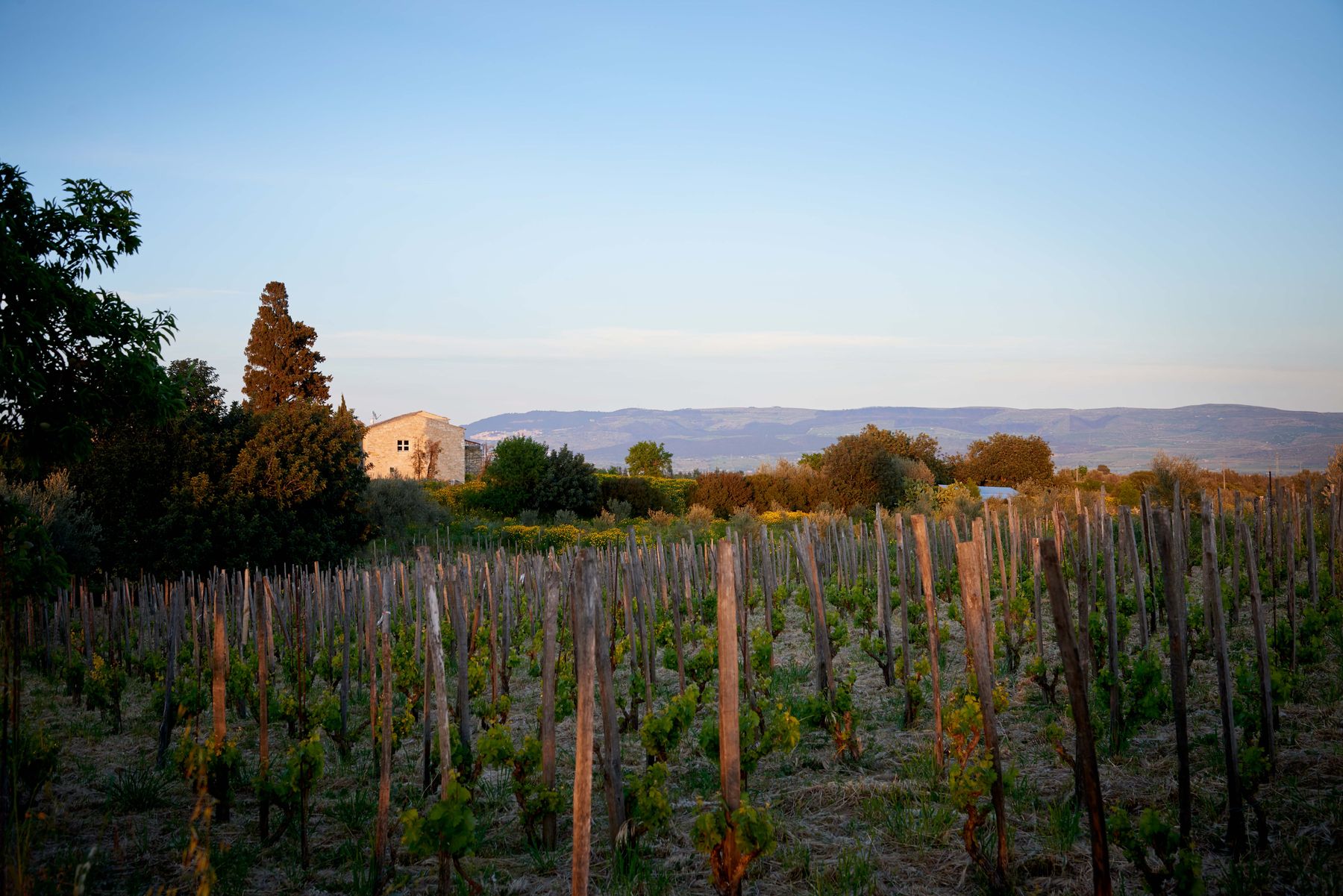 Baronessa villa photo.