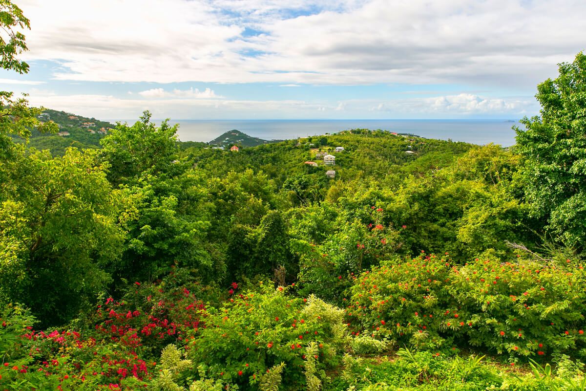 Tropical hillside
