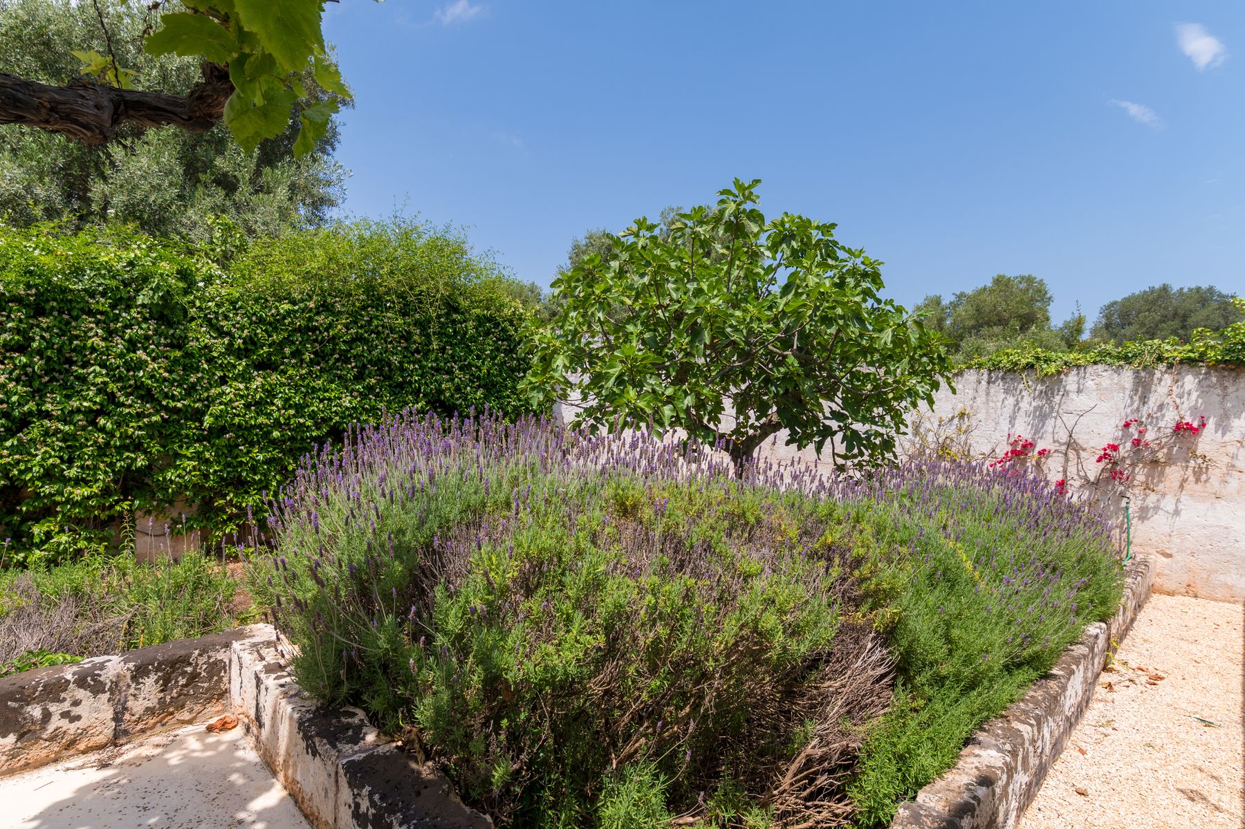 Masseria Oliva villa photo.