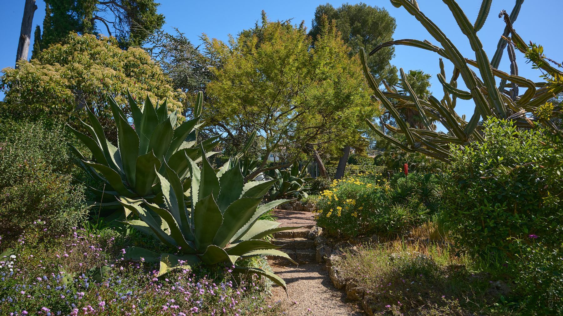 Villa Antibes villa photo.